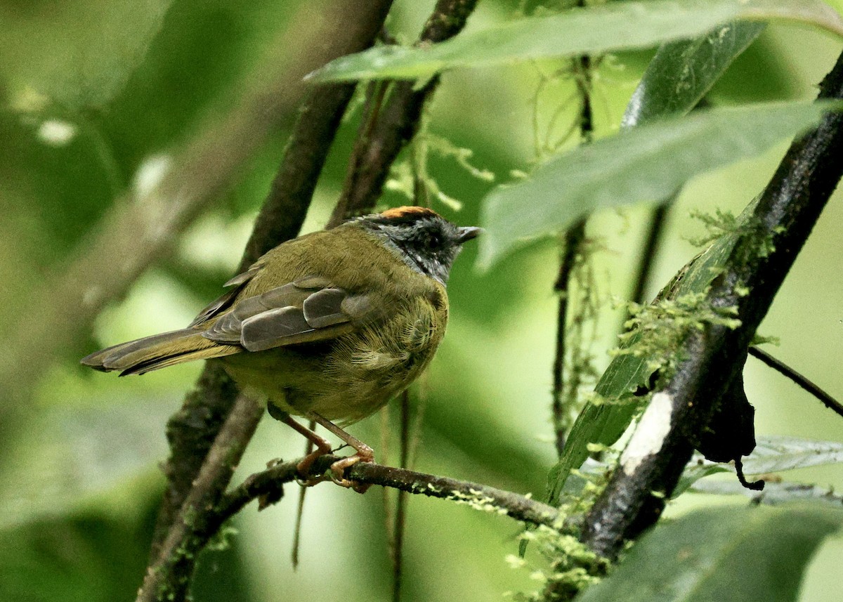 Paruline à diadème - ML644477832