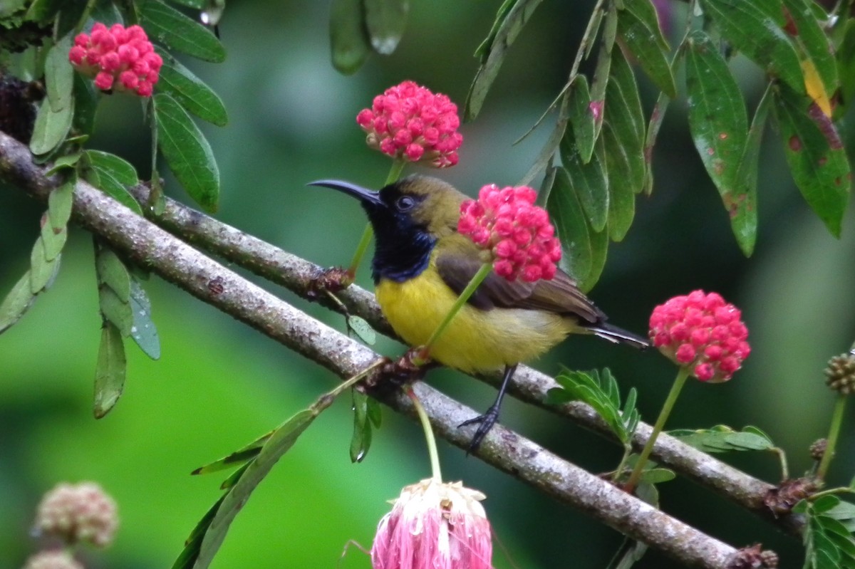Ornate Sunbird - ML644477834