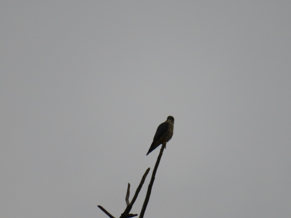 Merlin - ML644477835