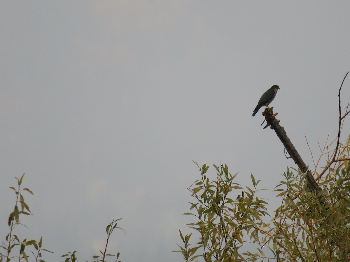 Merlin - ML644477836