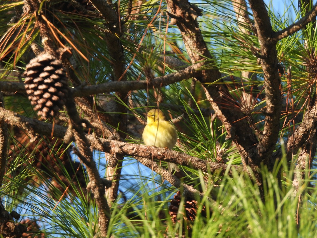 Pine Warbler - ML644477837