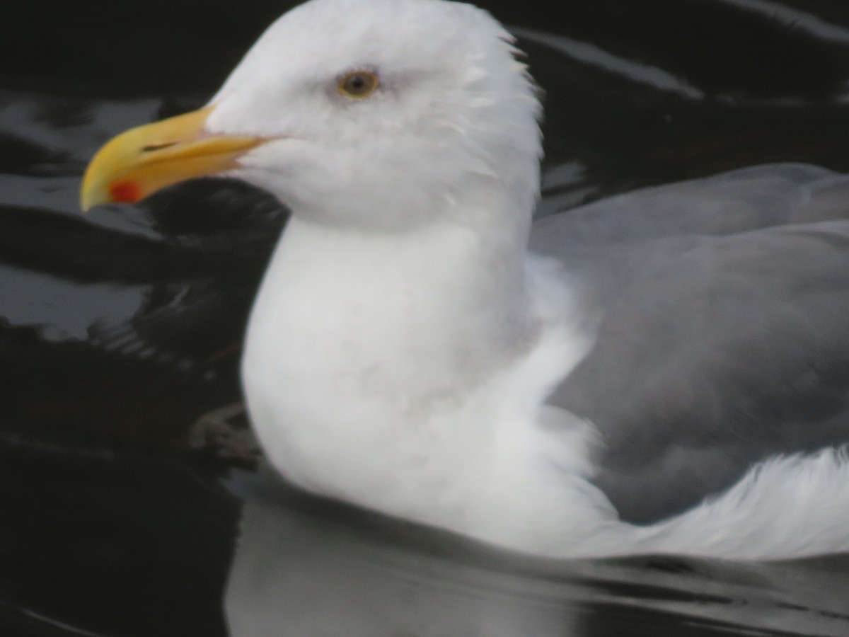 Western Gull - ML644477840