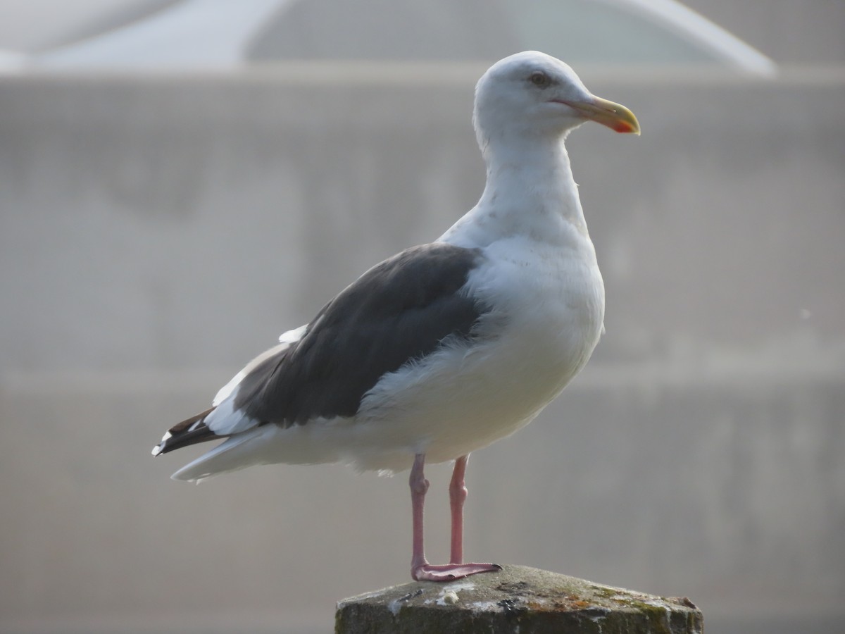 Western Gull - ML644477841