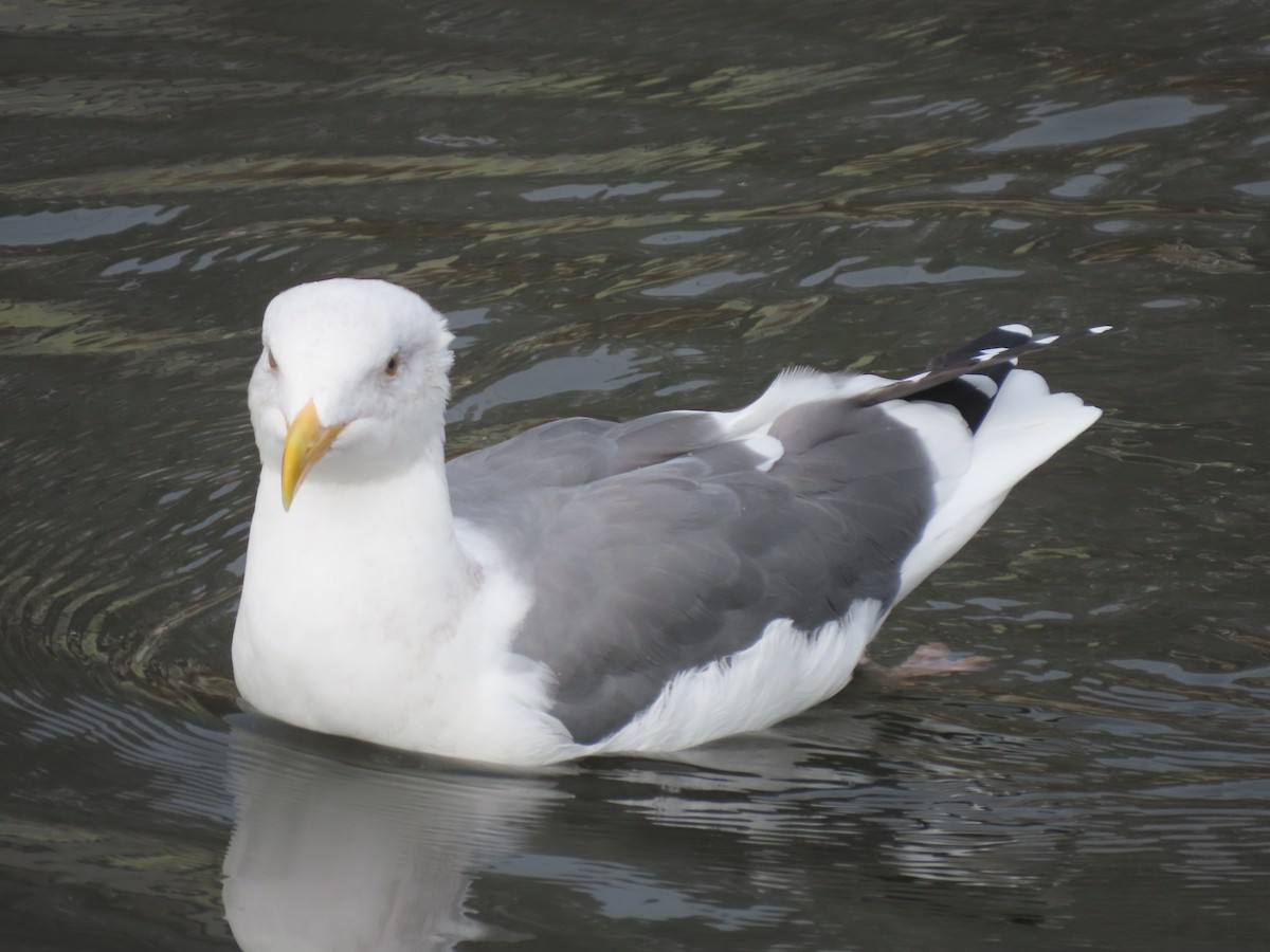Western Gull - ML644477842