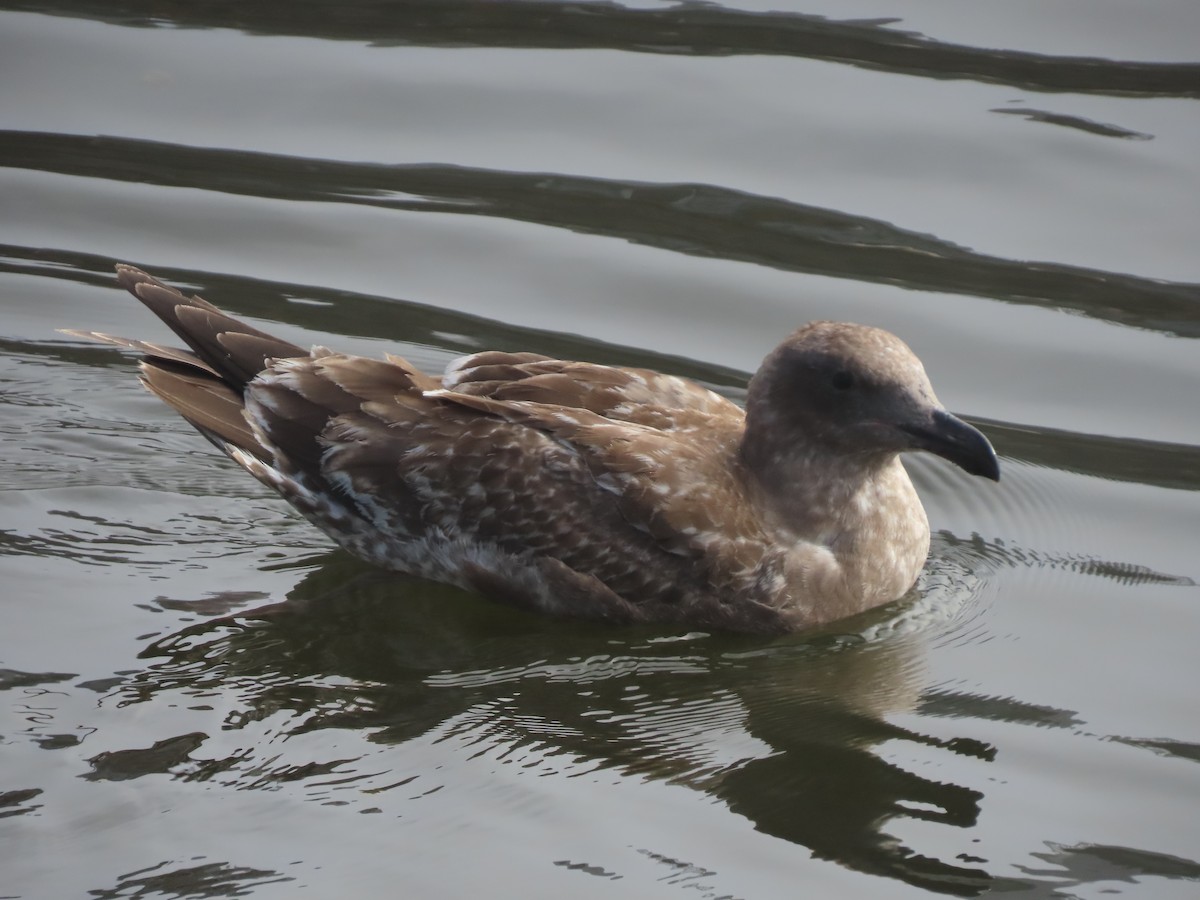 Western Gull - ML644477843