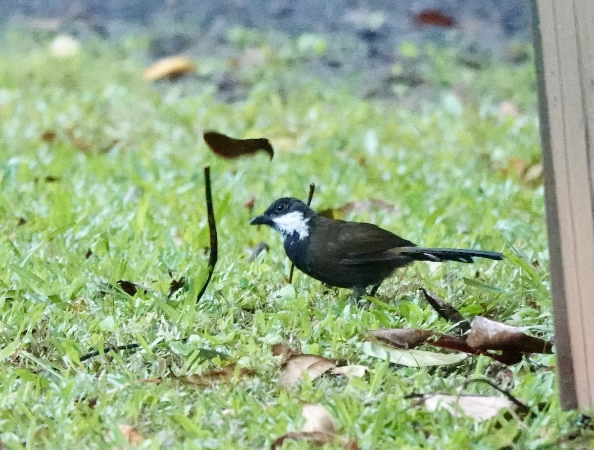 Eastern Whipbird - ML644477848