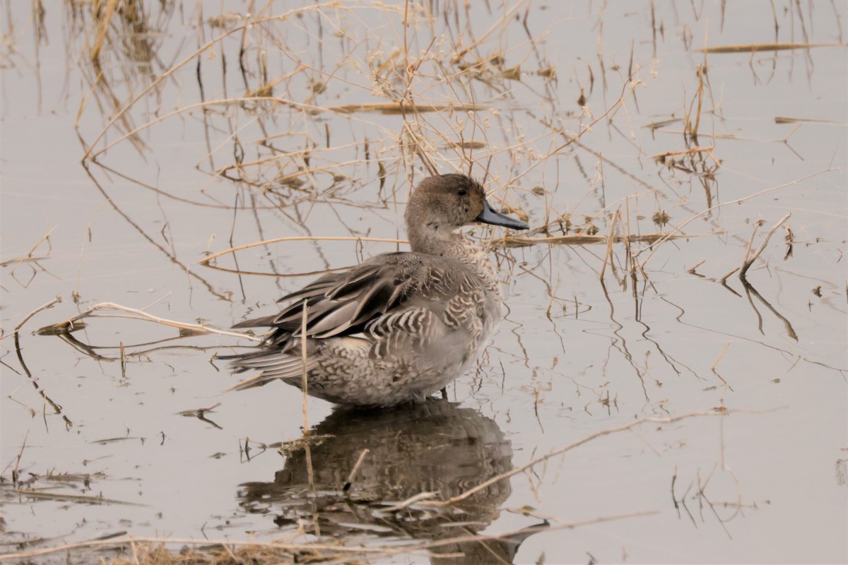 Kılkuyruk - ML644477849