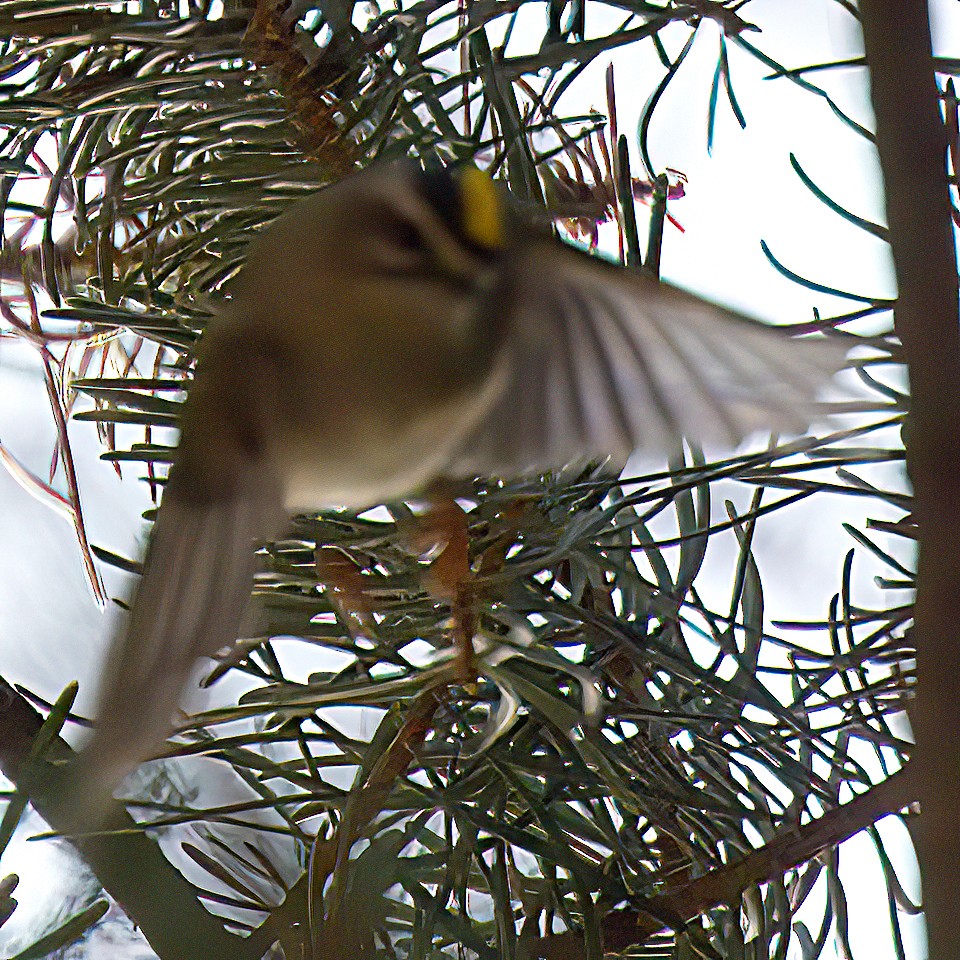 Reyezuelo Sátrapa - ML644477851