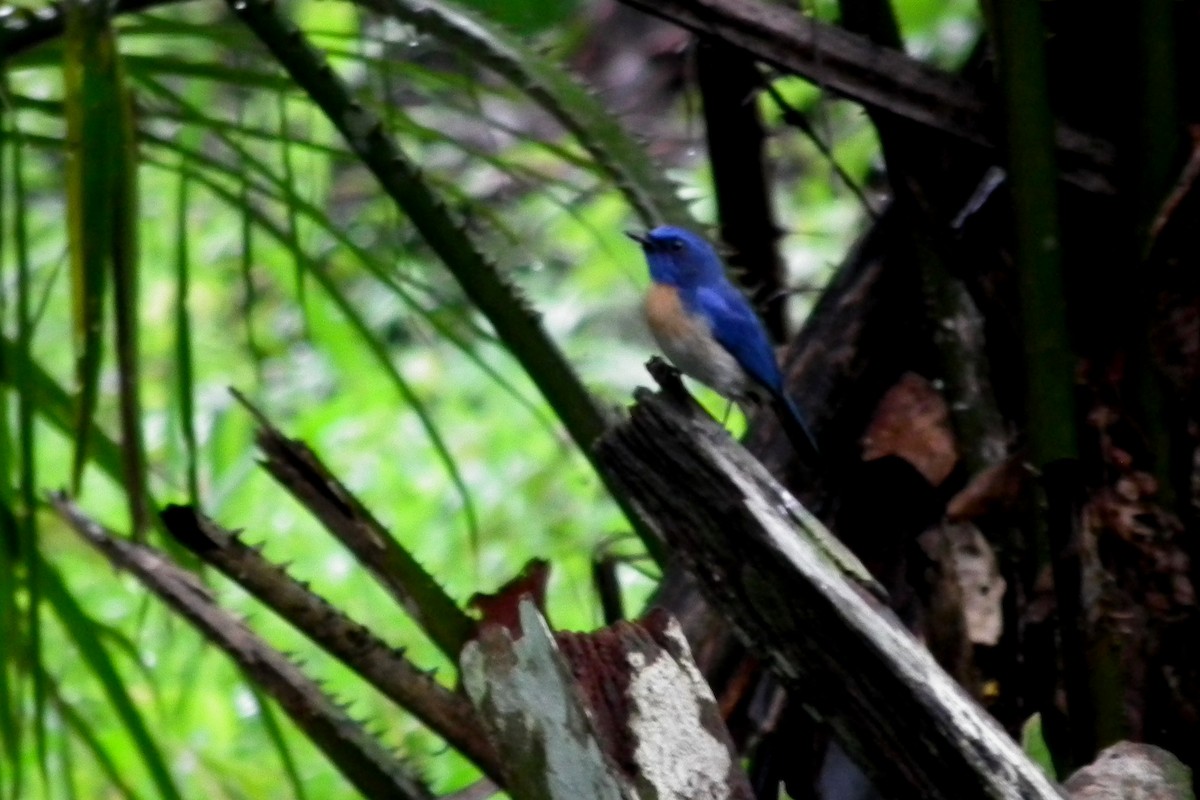 マレーシアヒメアオヒタキ - ML644477856