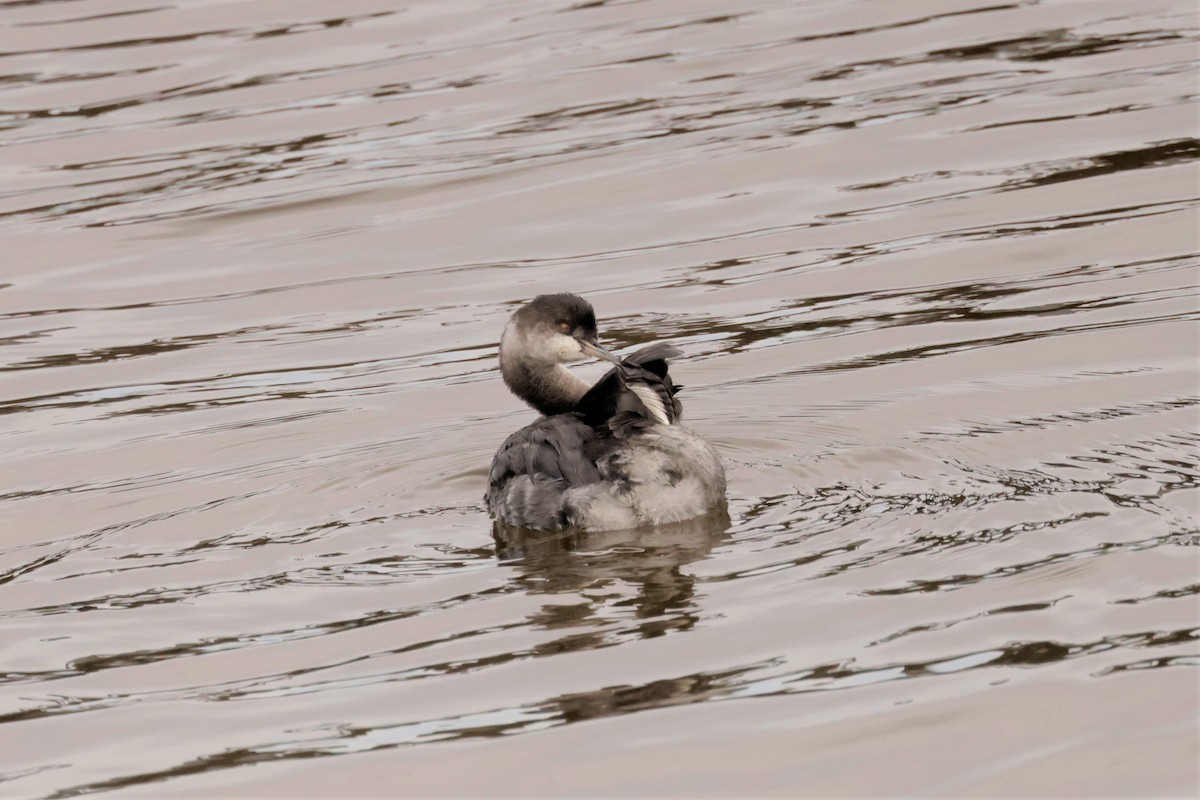 Kara Boyunlu Batağan - ML644477858