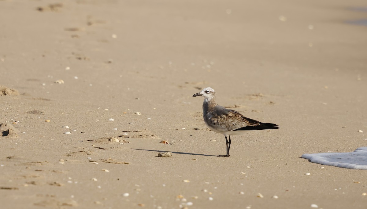 Gaviota Guanaguanare - ML644477859