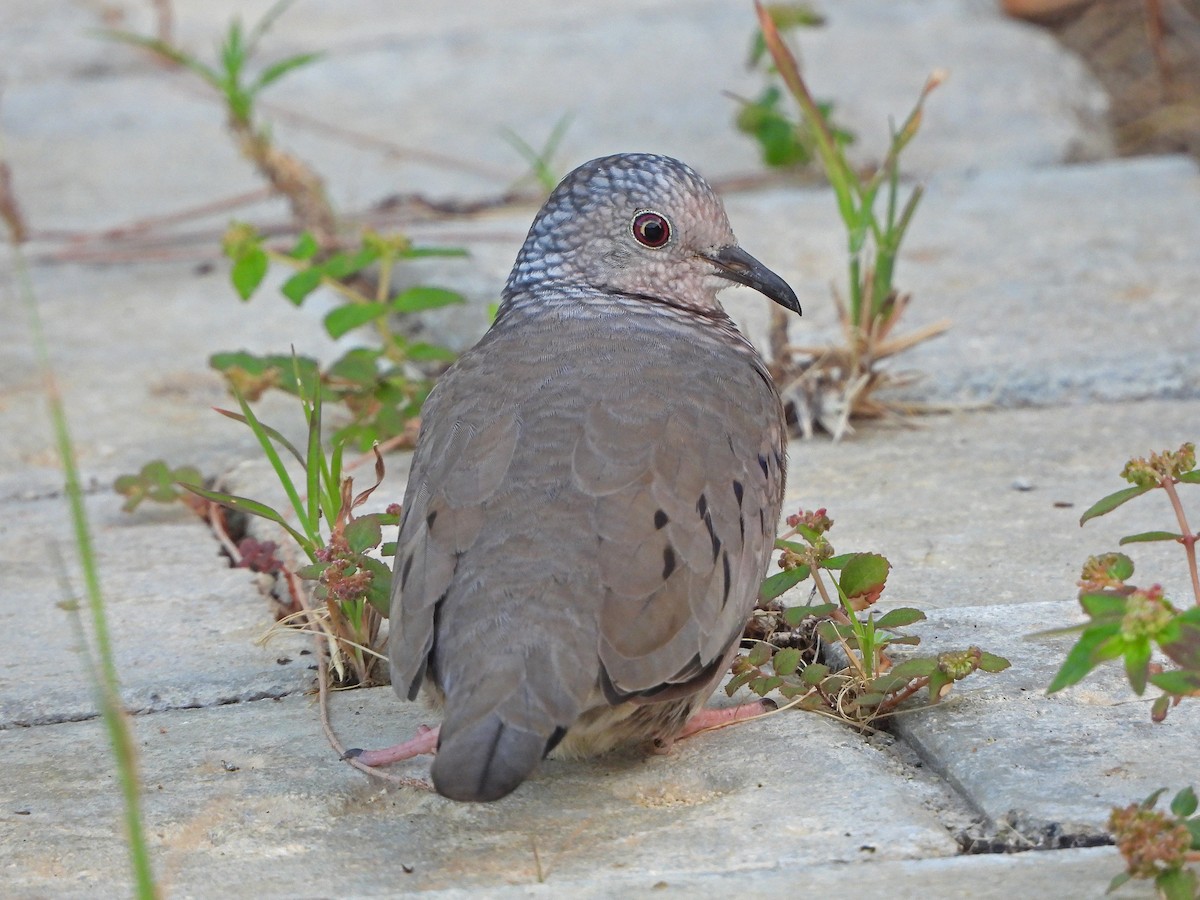Common Ground Dove - ML644477860