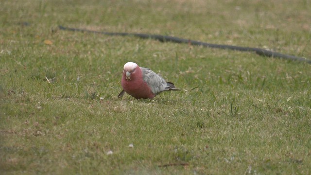 Galah - ML644477864