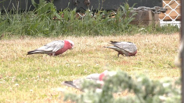 Galah - ML644477867