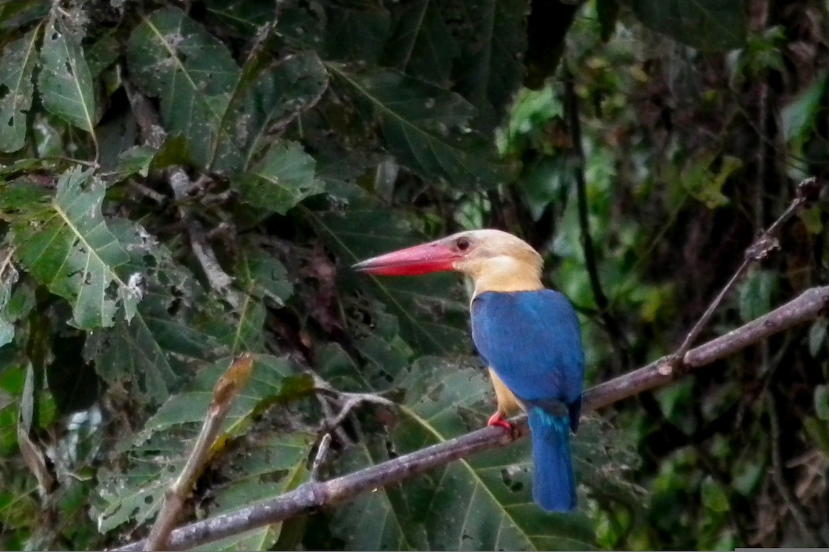 コウハシショウビン - ML644477868