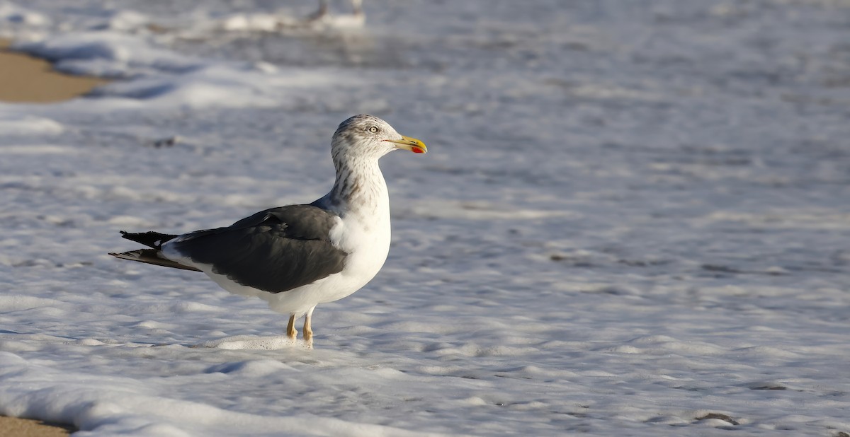 Lesser Black-backed Gull - ML644477869