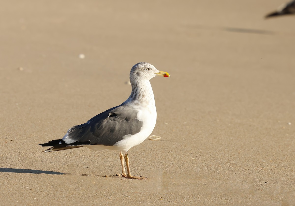 Lesser Black-backed Gull - ML644477870