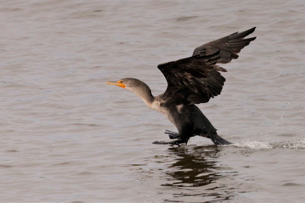 Kulaklı Karabatak - ML644477871