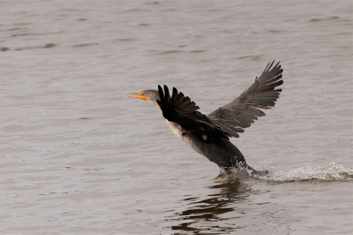 Double-crested Cormorant - ML644477872