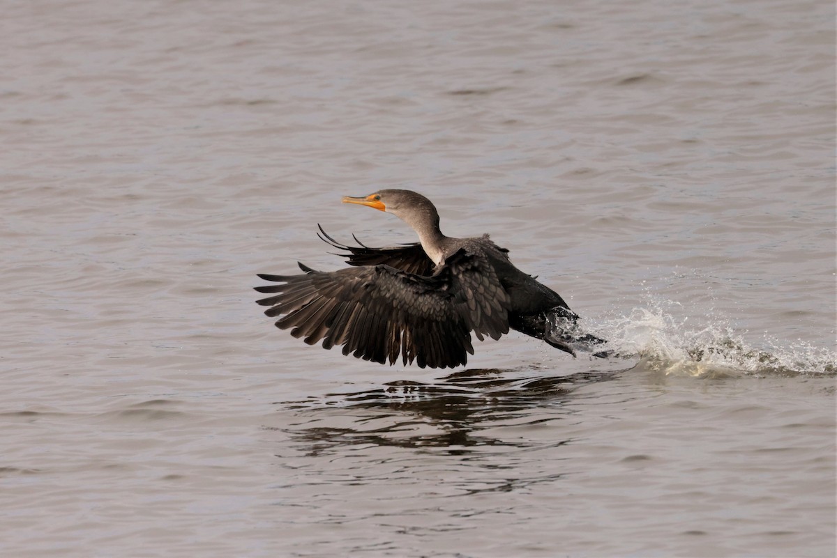Double-crested Cormorant - ML644477873