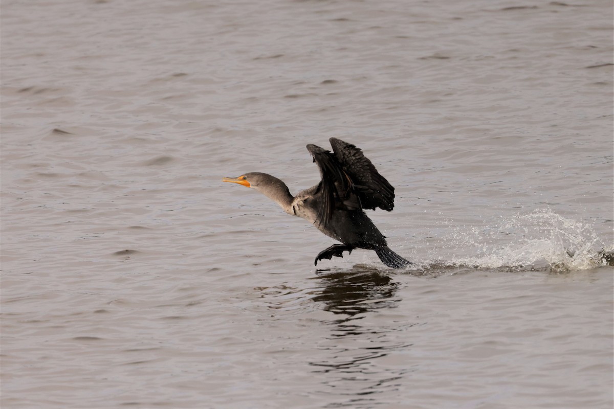 Kulaklı Karabatak - ML644477874