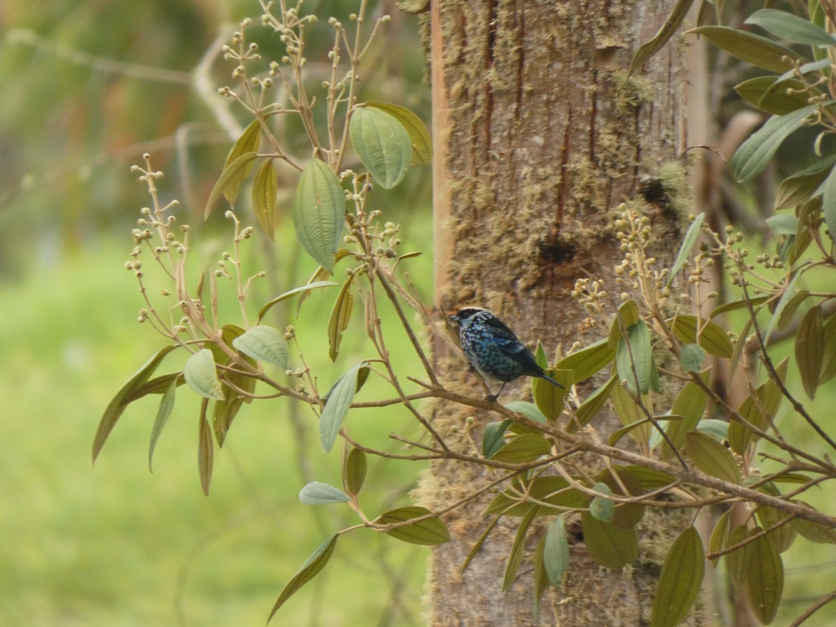 Beryl-spangled Tanager - ML644477875
