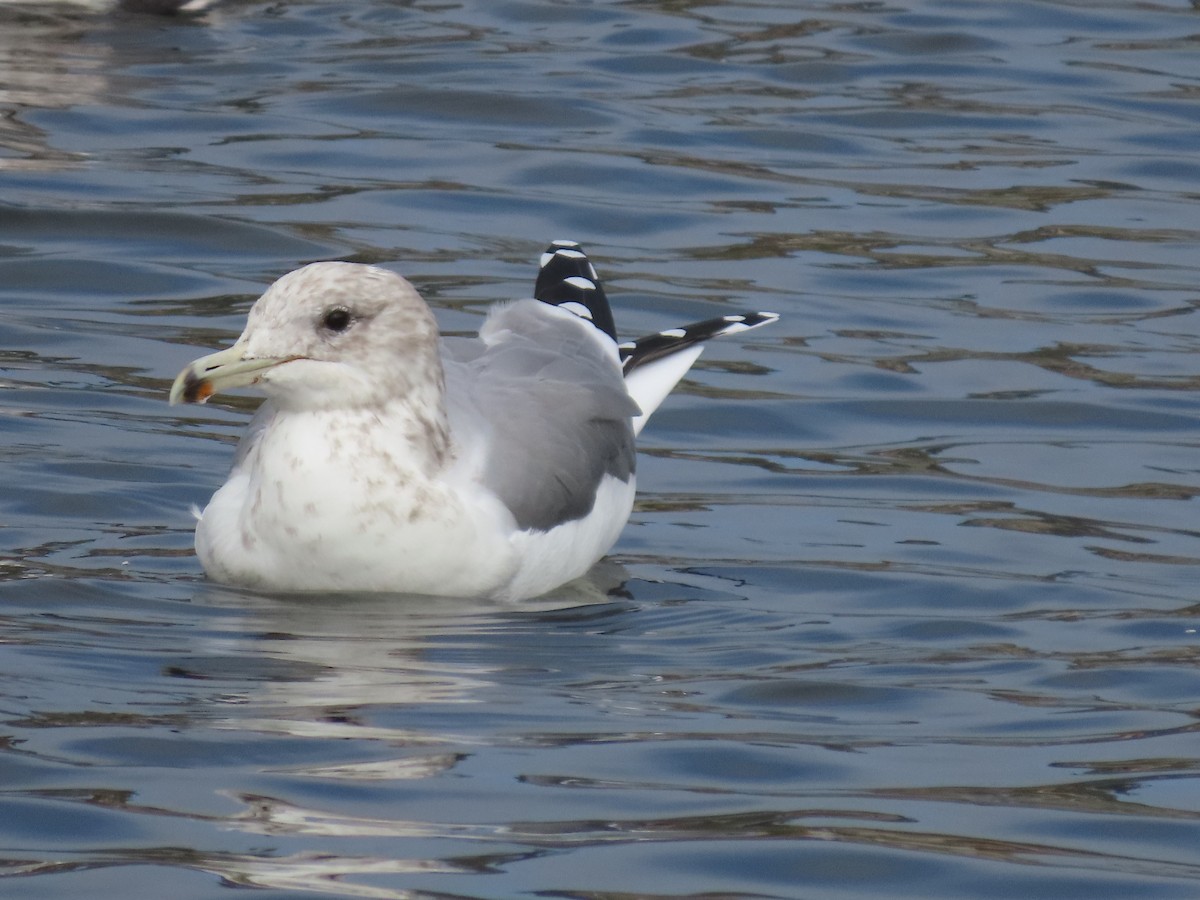 California Gull - ML644477876