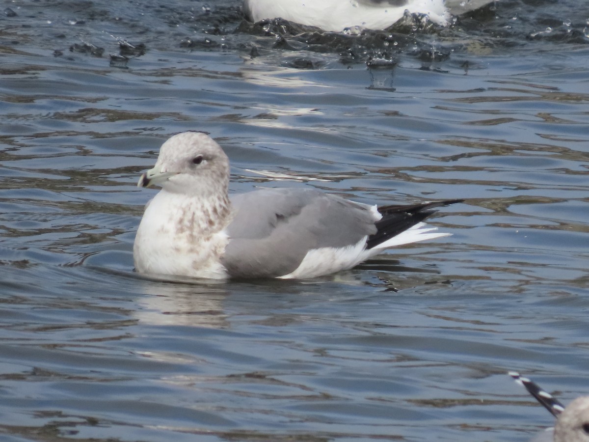 California Gull - ML644477877