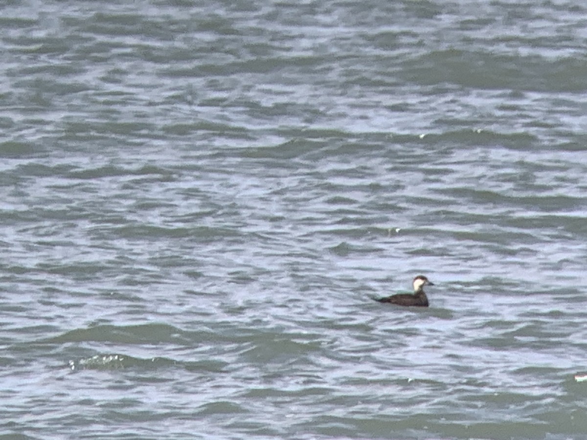 Black Scoter - ML644477879