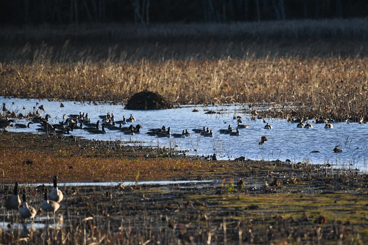 Canada Goose - ML644477880