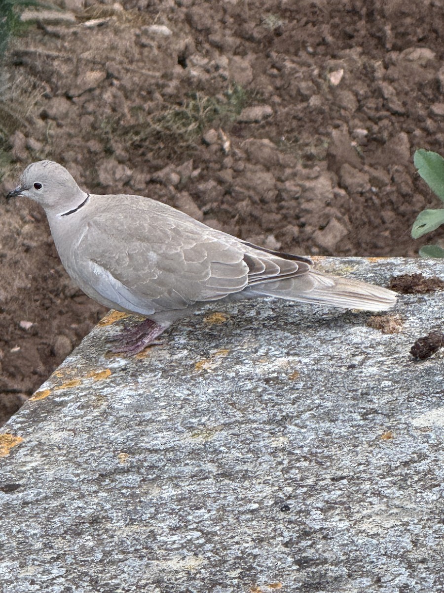 hrdlička zahradní - ML644477883