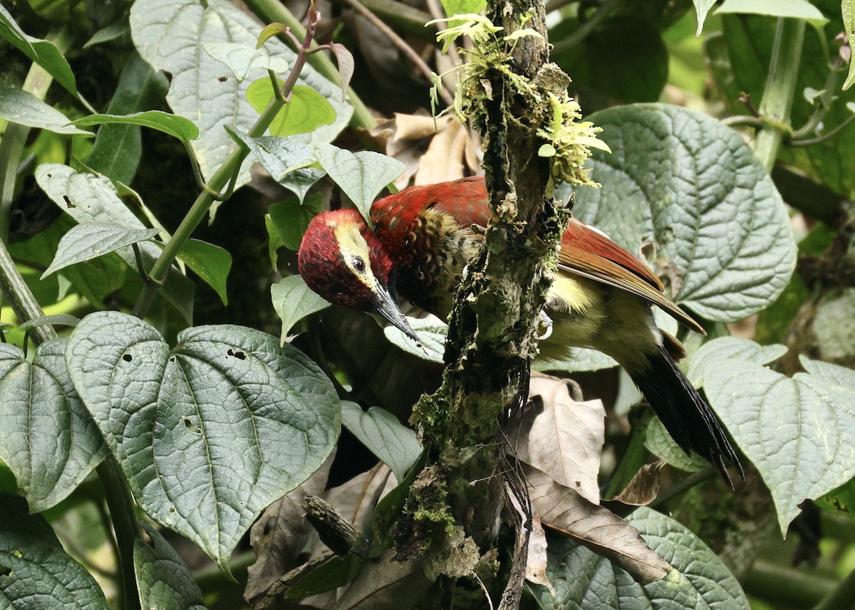 Crimson-mantled Woodpecker - ML644477884