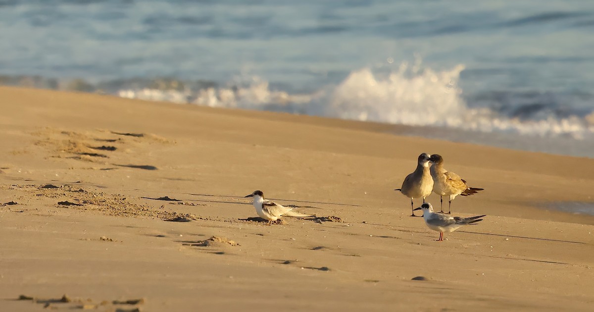 Forster's Tern - ML644477886