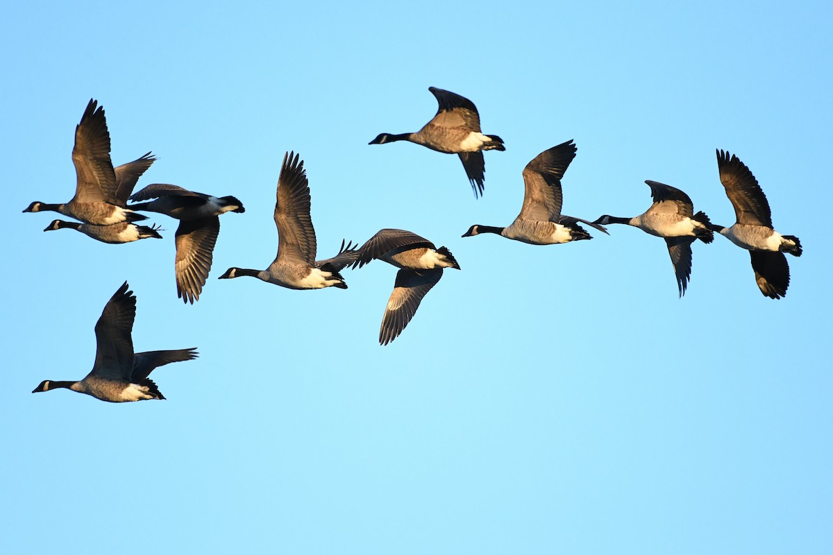 Canada Goose - ML644477890