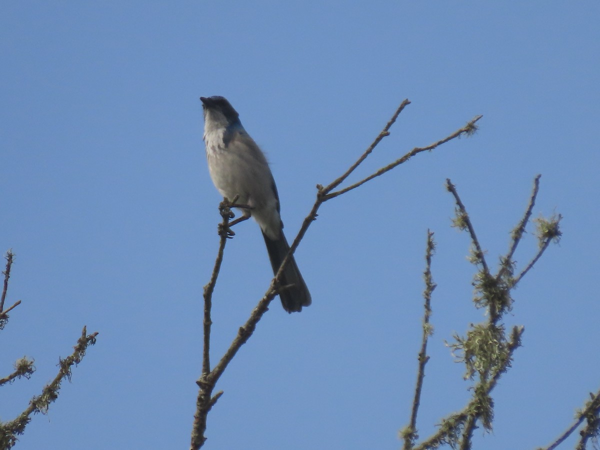 California Scrub-Jay - ML644477891