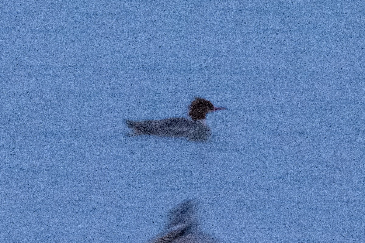 Smergo maggiore - ML644477893