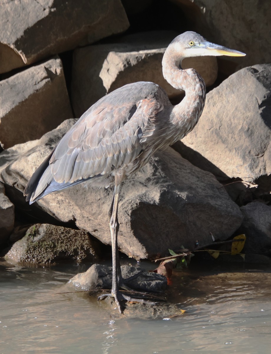 Great Blue Heron - ML644477898