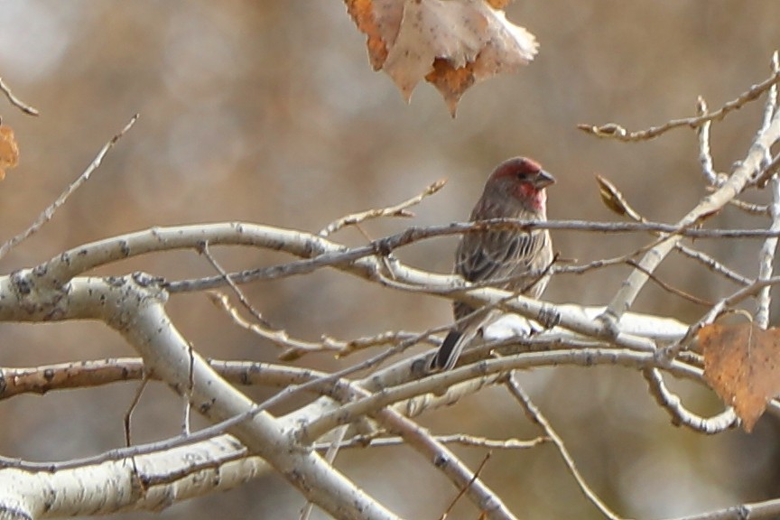 House Finch - ML644477902
