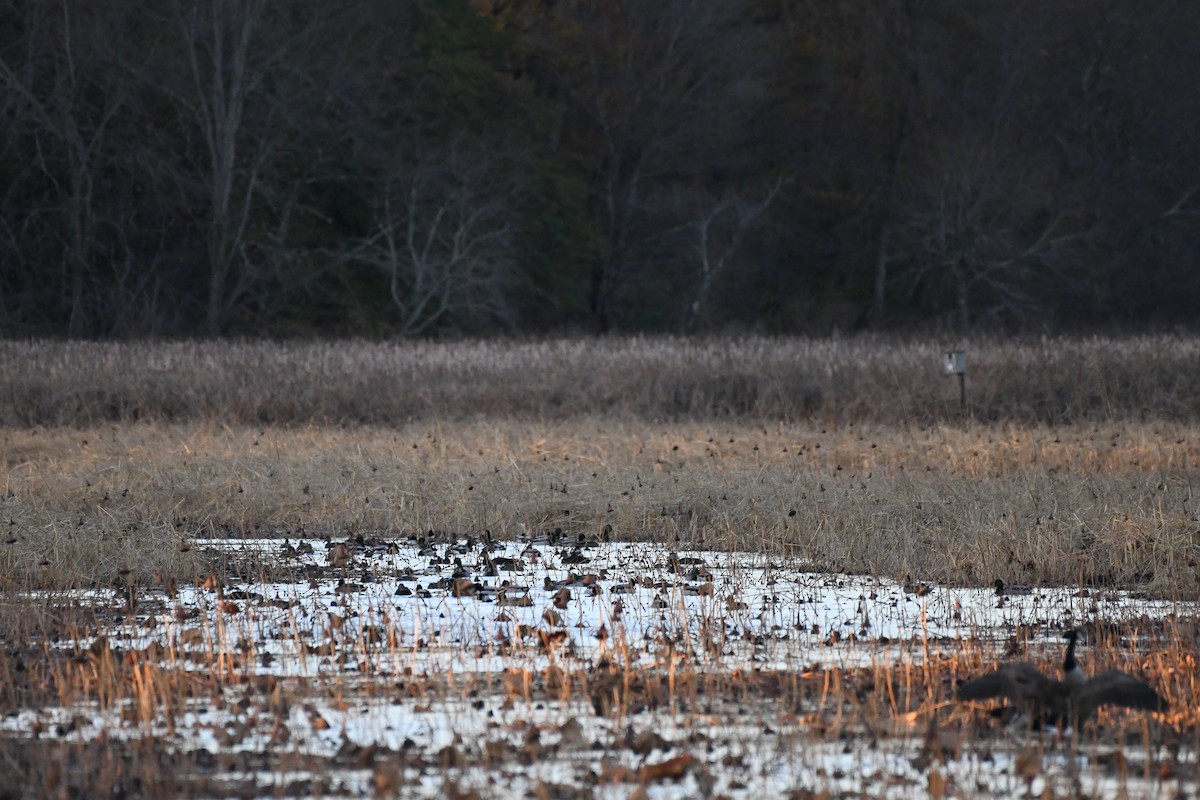 Mallard - ML644477903