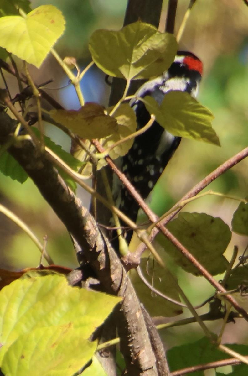 Downy Woodpecker - ML644477904