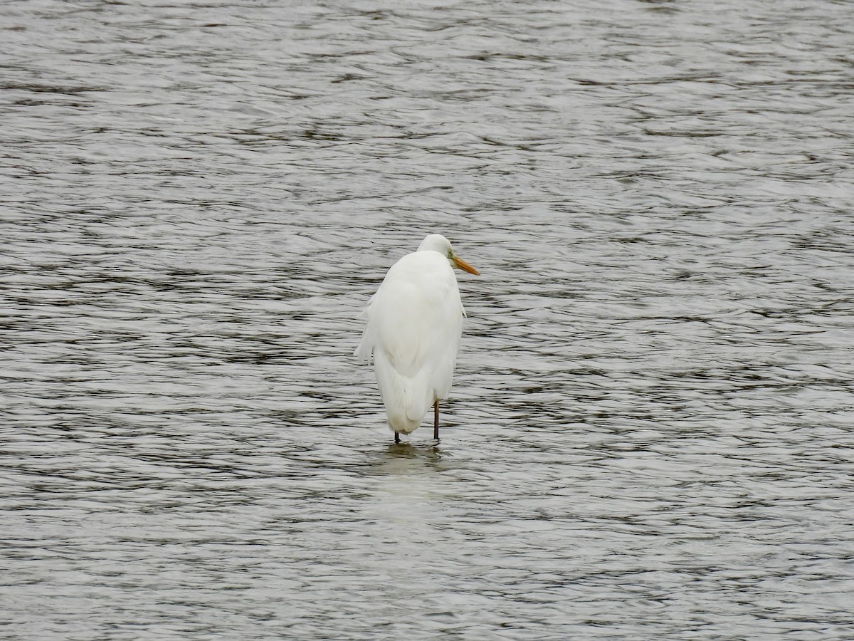 Great Egret - ML644477905