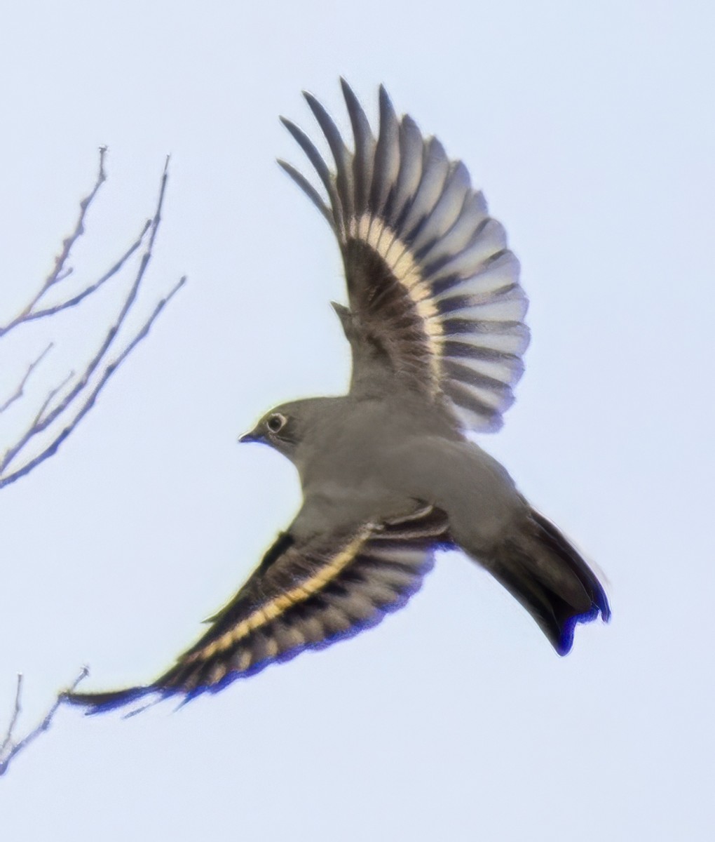 Townsend's Solitaire - ML644477906