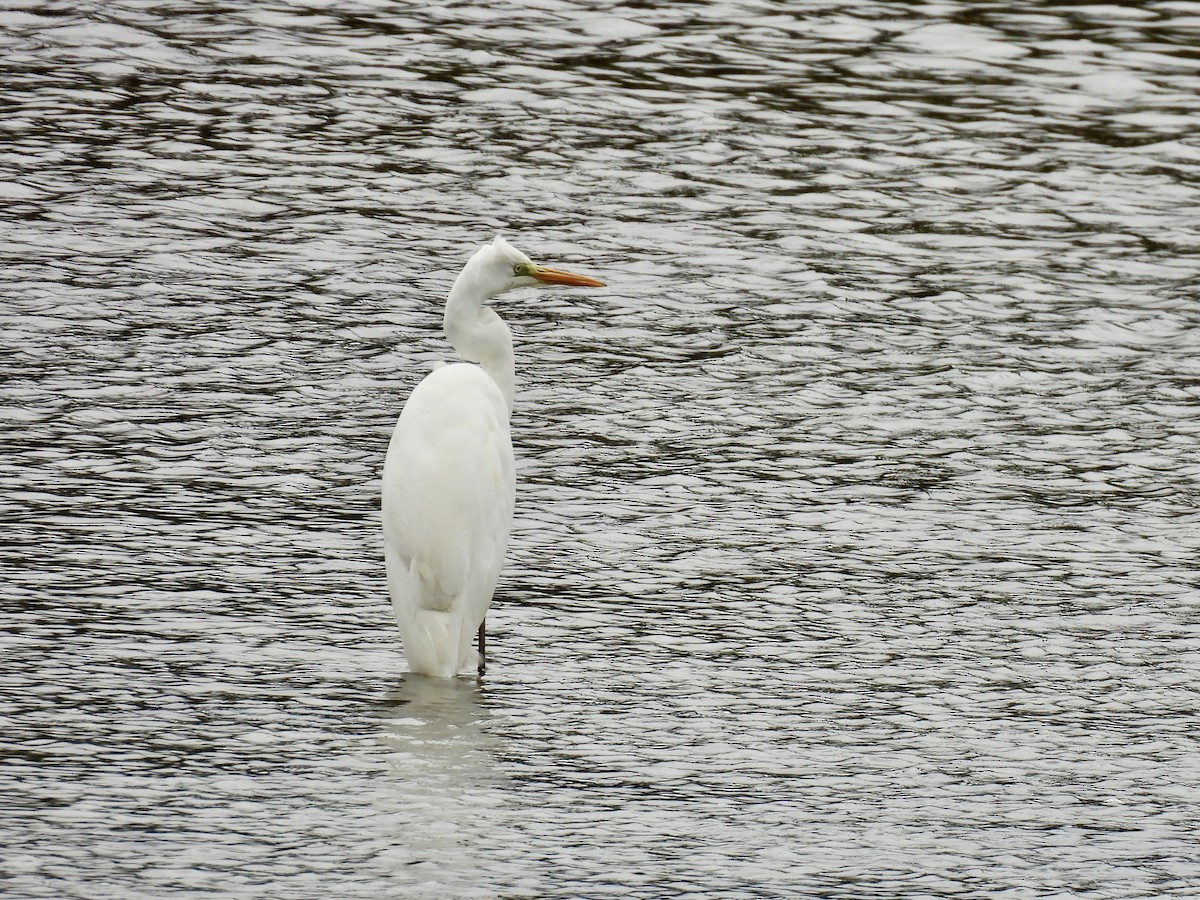 Great Egret - ML644477907