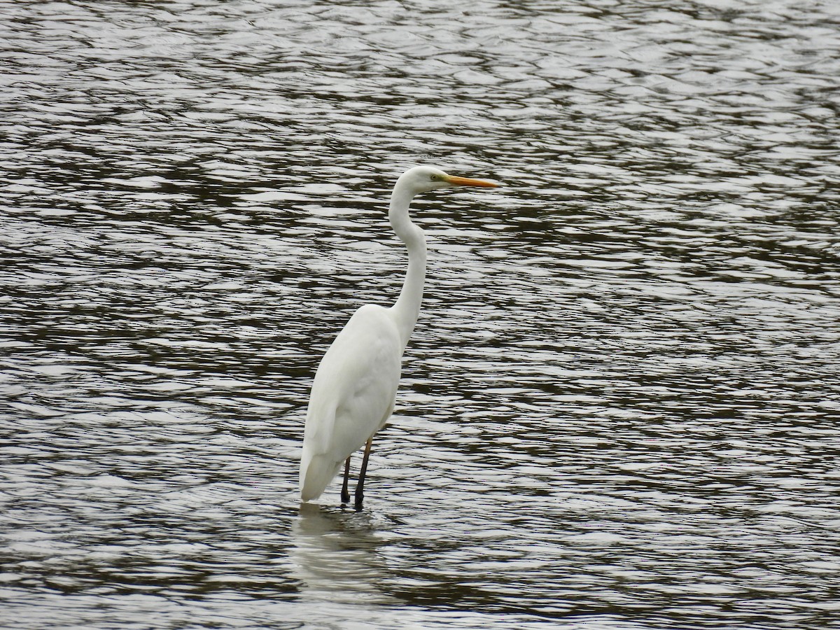 Great Egret - ML644477910