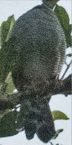 Sperberwaldfalke - ML644477913