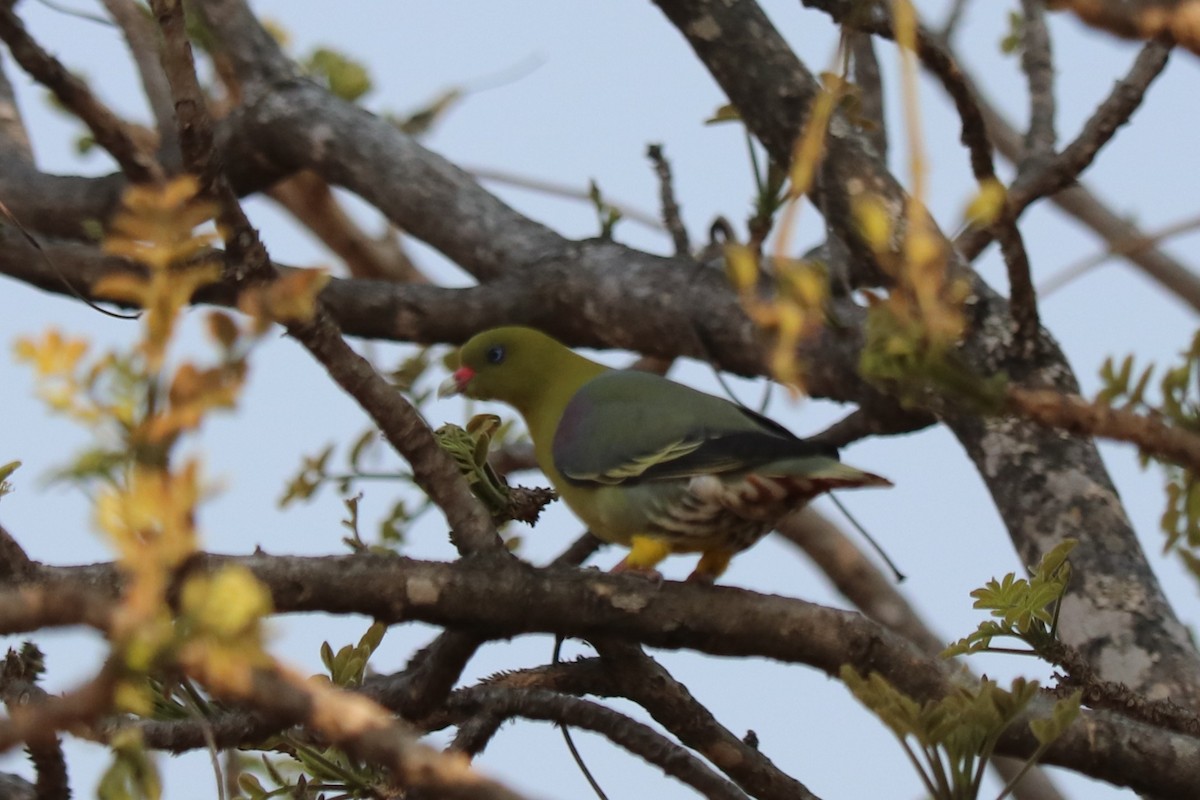 African Green-Pigeon - ML644477914