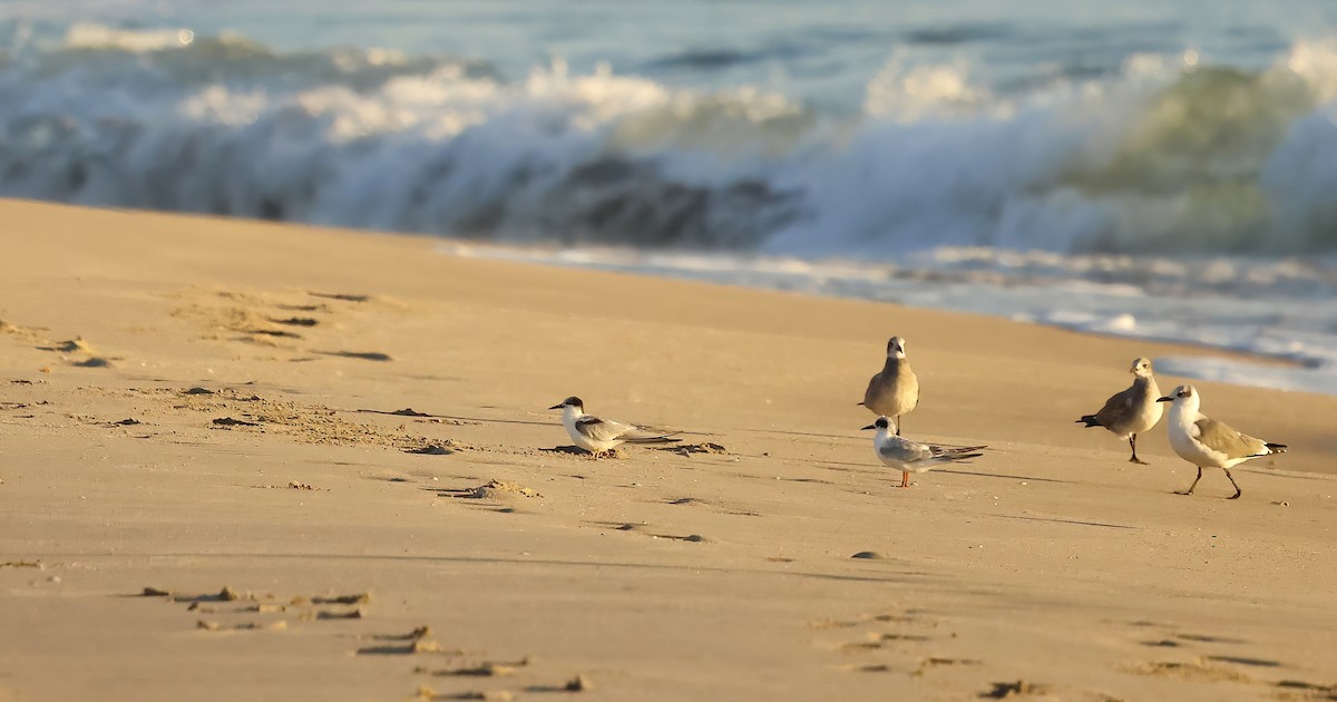 Charrán Común - ML644477919