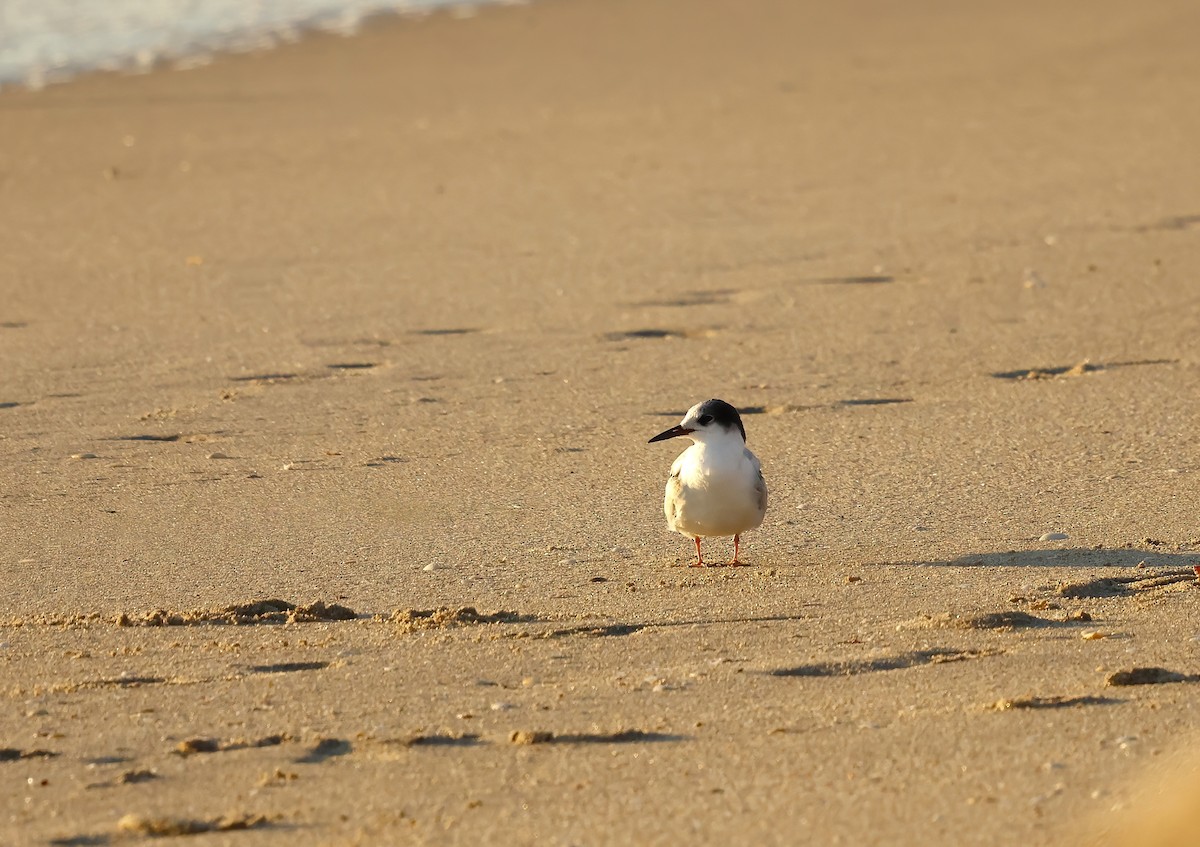 Charrán Común - ML644477920