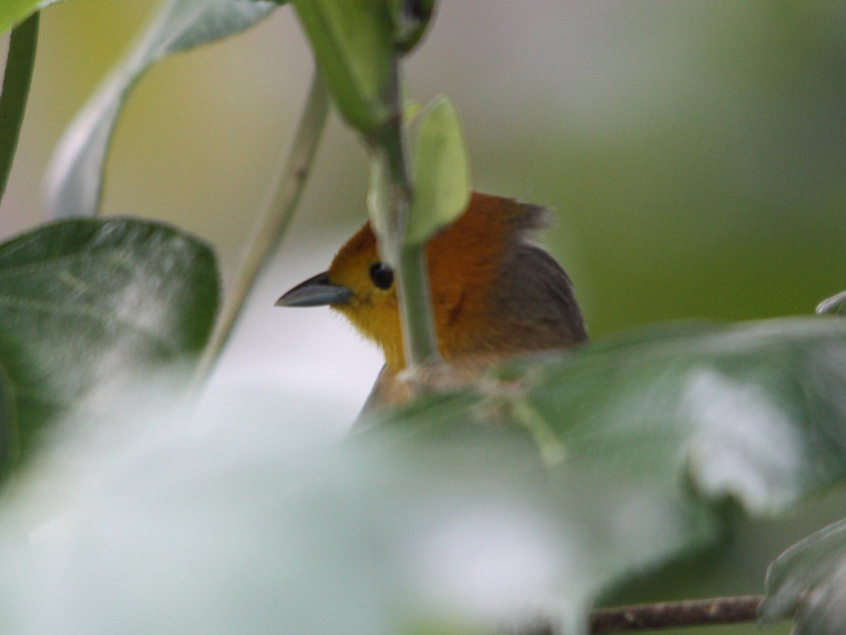 オレンジズキンフウキンチョウ - ML644477931