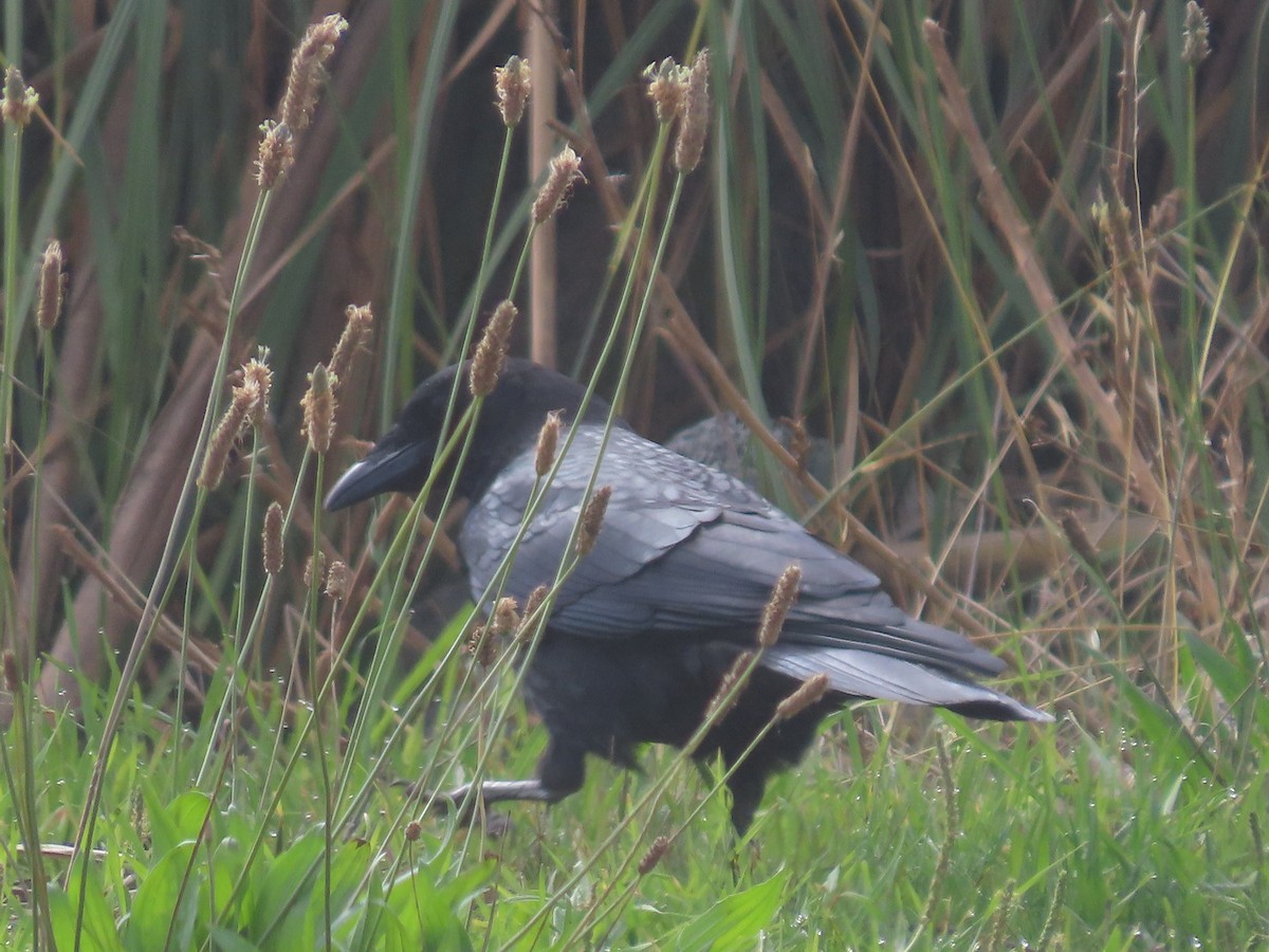 American Crow - ML644477933